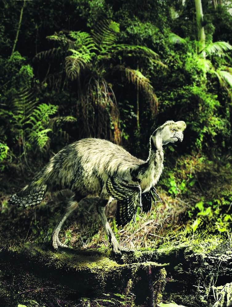 Peří oviraptoridů bylo plně vyvinuté a nejspíš i zajímavě zbarvené