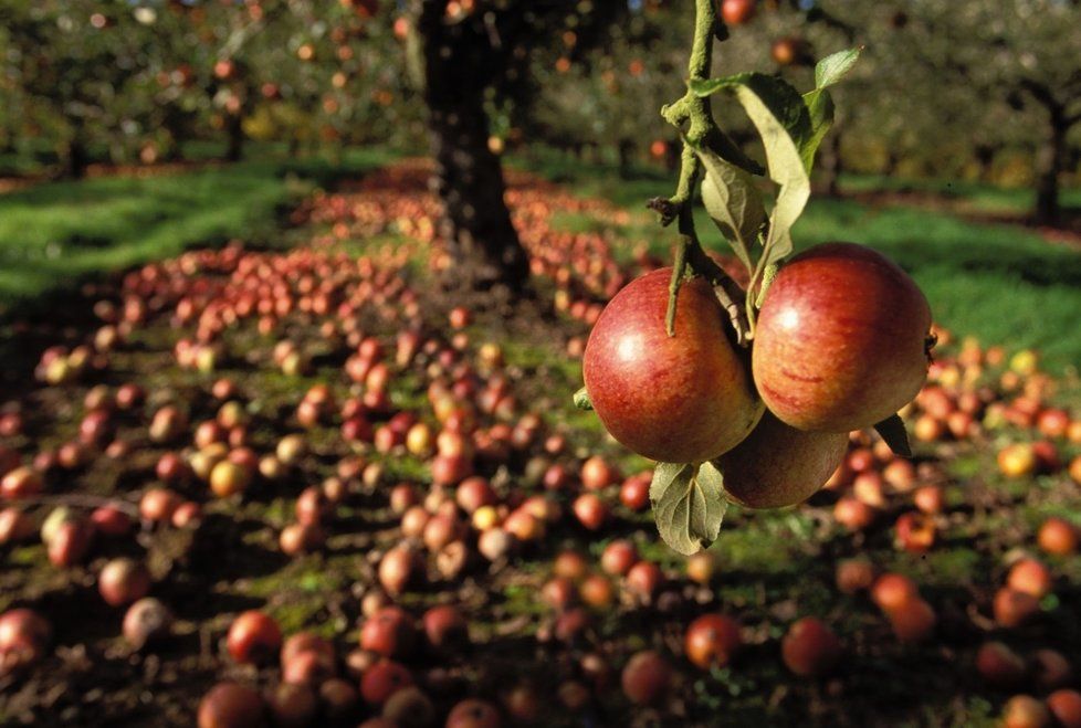 Na jihu Čech je více jablek než loni.