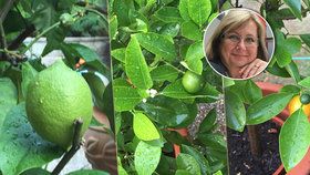 Paní Ivana pěstuje na zahrádce exotické plody.