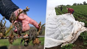 Vinaři hlásí obří ztráty: Mrazy zničily úrodu za dvě miliardy, letošní ročník podraží