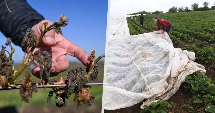 Vinaři hlásí obří ztráty: Mrazy zničily úrodu za dvě miliardy korun!