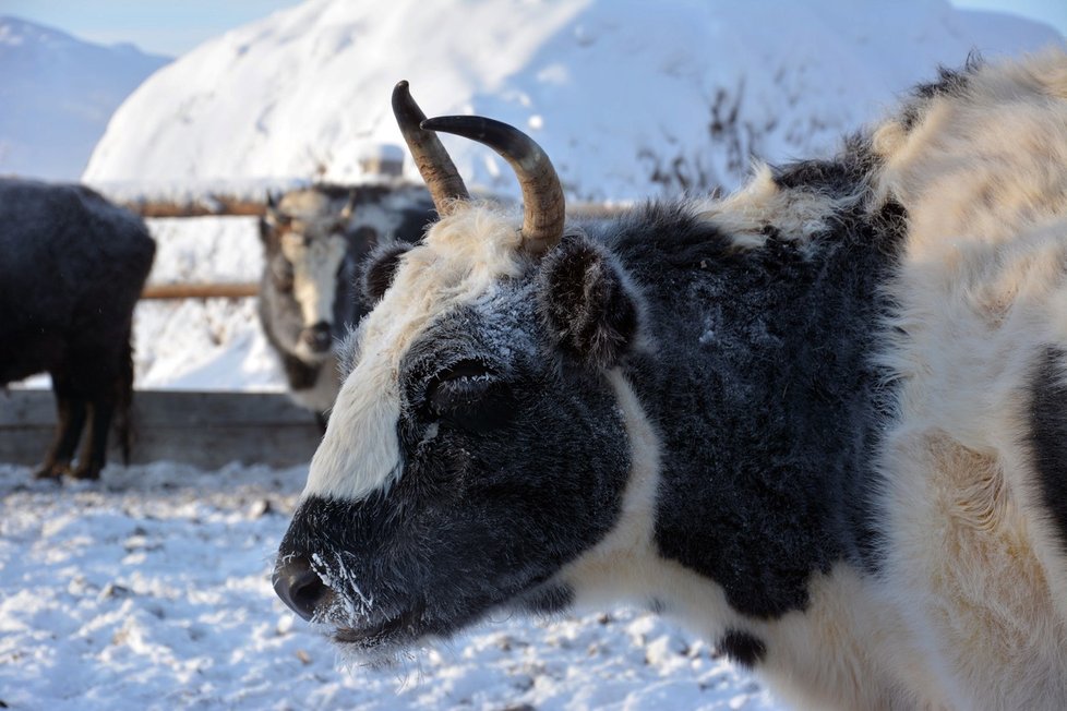 Nejchladnější místo na Zemi: V ruské vesničce Ojmjakon naměřili -71,2 °C!