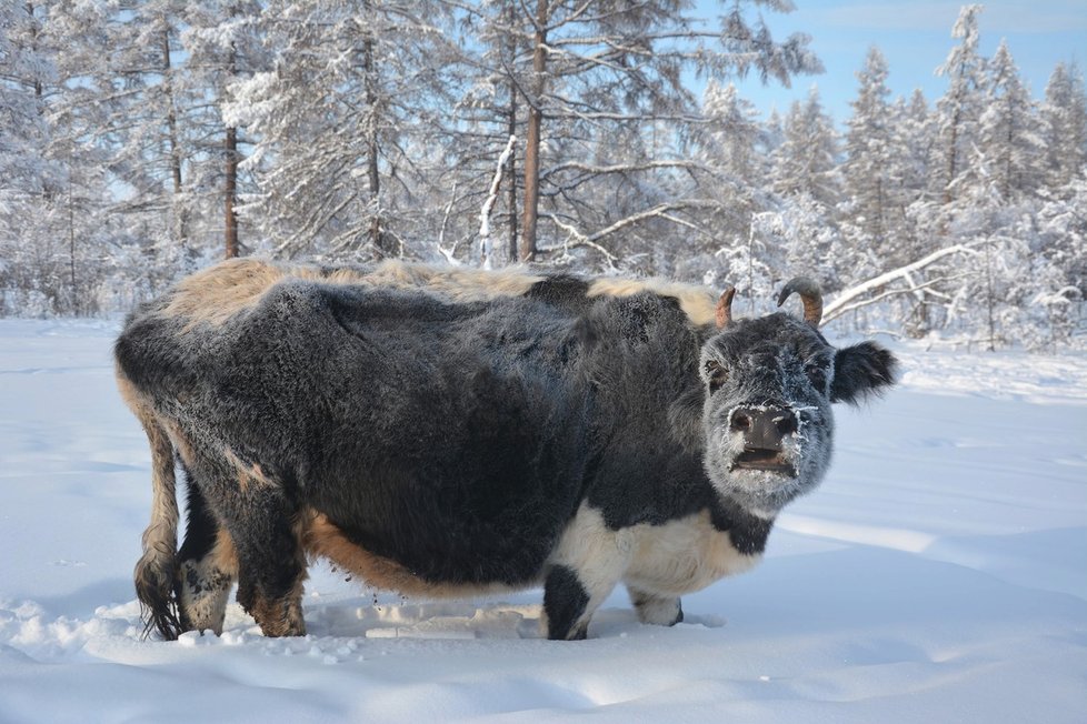 Nejchladnější místo na Zemi: V ruské vesničce Ojmjakon naměřili -71,2 °C!