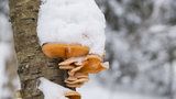 Zimní houby mají léčivé účinky. Kam na ně vyrazit a na jaké nemoci pomohou?