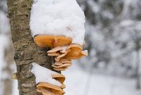 Zimní houby mají léčivé účinky. Kam na ně vyrazit a na jaké nemoci pomohou?