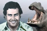 Nechtěné dědictví Pabla Escobara: Kokainoví hroši útočí na rybáře! Úřady se je rozhodly vykastrovat