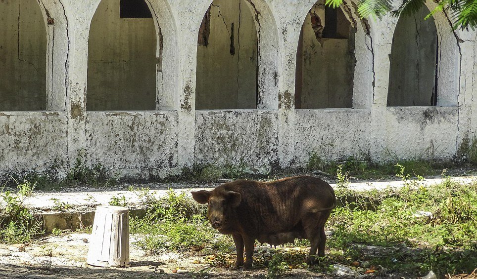 V okolí vily Escobarovy vily dnes pobíhají divoká zvířata.