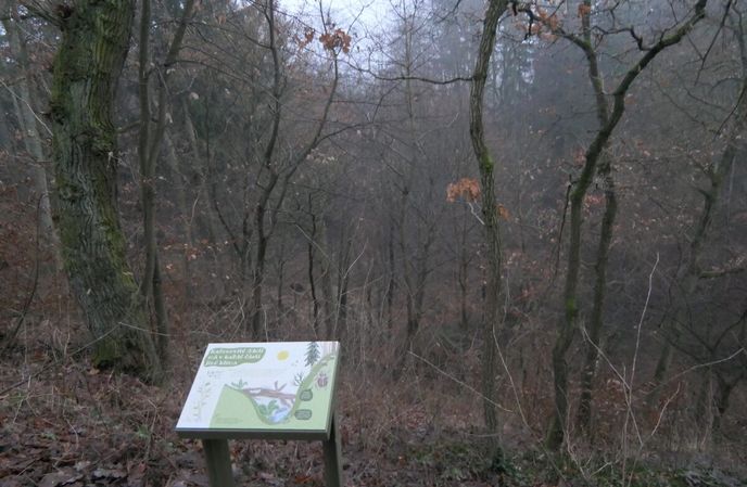 Cesta vede částečně po nové mlatové cestě a dále úzkou lesní pěšinkou členitým terénem. Cesta vede částečně po nové mlatové cestě a dále úzkou lesní pěšinkou členitým terénem.