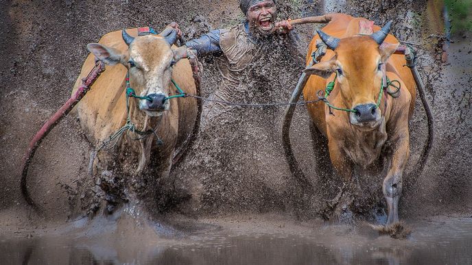 Nevšední kravské závody pocházejí z kultury západní Sumatry. Tuto tradici stovky let praktikovali farmáři jako zábavu pro místní obyvatele.