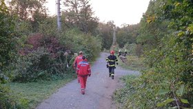 Tragédie se odehrála v sobotu v podvečer na okraji Brna. Při silných poryvech větru spadl na kočárek strom, dítě zemřelo v nemocnici. Policie případ vyšetřuje pro podezření z usmrcení z nedbalosti.