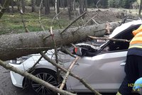 Smrk u Rokycan spadl na auto a slisoval ho! Řidička má těžká zranění