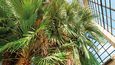 Goethova palma má svůj speciální skleník.