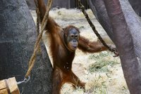 Orangutan Pagy se topil, lovila ho ošetřovatelka!