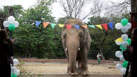 V izolaci a na řetězech. Nejosamělejší slon trpěl roky v zoo, lepší život bude mít i díky celebritám