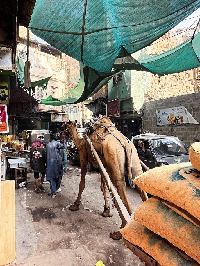 Velbloud táhnoucí povoz v městě Karáčí Velbloud táhnoucí povoz v městě Karáčí