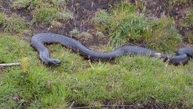 Pakobra páskovaná je jedním z nejnebezpečnějších hadů v Austrálii.