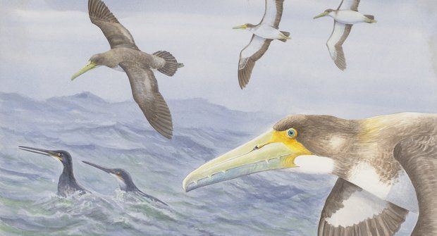 Nový zvířecí objev: Zubatý mořský pták