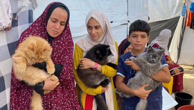 Zdroj radosti pro děti v Pásmu Gazy: Společnost jim dělají roztomilé kočky!