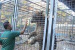 Ošetřovatel s medvědem v zoo v palestinské Kalkíliji