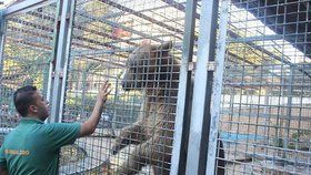 Ošetřovatel s medvědem v zoo v palestinské Kalkíliji