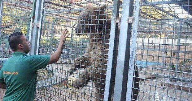 Medvěd urval v zoo chlapci (9) ruku a sežral ji před jeho spolužáky