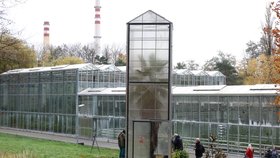 Naprostý unikát na Jarově: Stoletou palmu chrání skleník na kolečkách!