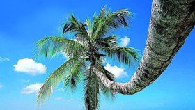 Tento druh palmy je nejslavnější, máme ji i u nás