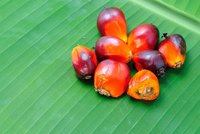 Šílíte z palmového oleje? Dejte si spíš pozor na kokosový tuk!