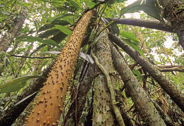 Palma Socratea exorrhiza je rostlinný ekosystémový inženýr