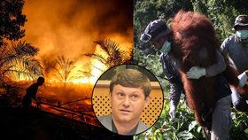 Český přírodovědec Stanislav Lhota působí v Indonésii, která kvůli palmovému oleji přichází o pralesy i zvířata.