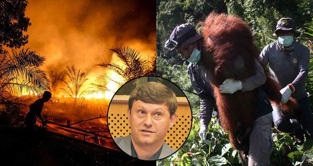 České svědectví: Kvůli palmovému oleji rozsekali opice mačetami