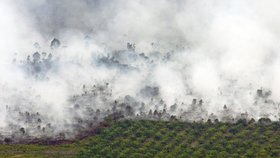 Produkce palmového oleje v Indonésii: Kvůli plantážím jsou vypalovány deštné lesy.