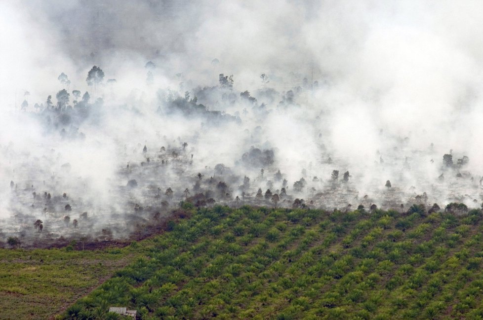 Produkce palmového oleje v Indonésii: Kvůli plantážím jsou vypalovány deštné lesy.