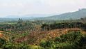 Plantáže palmy olejné v Indonésii