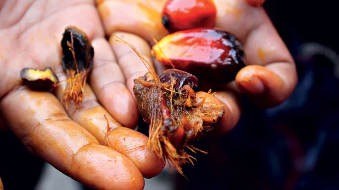 Palmové plody, ze kterých se vyrábí palmový olej
