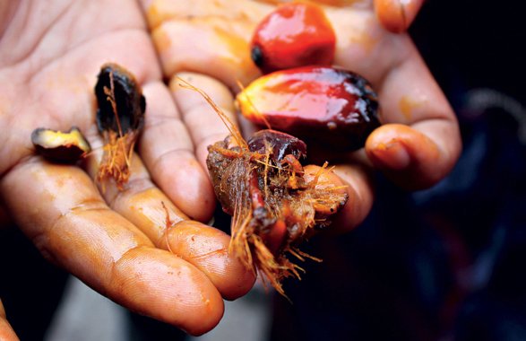 Palmové plody, ze kterých se vyrábí palmový olej.