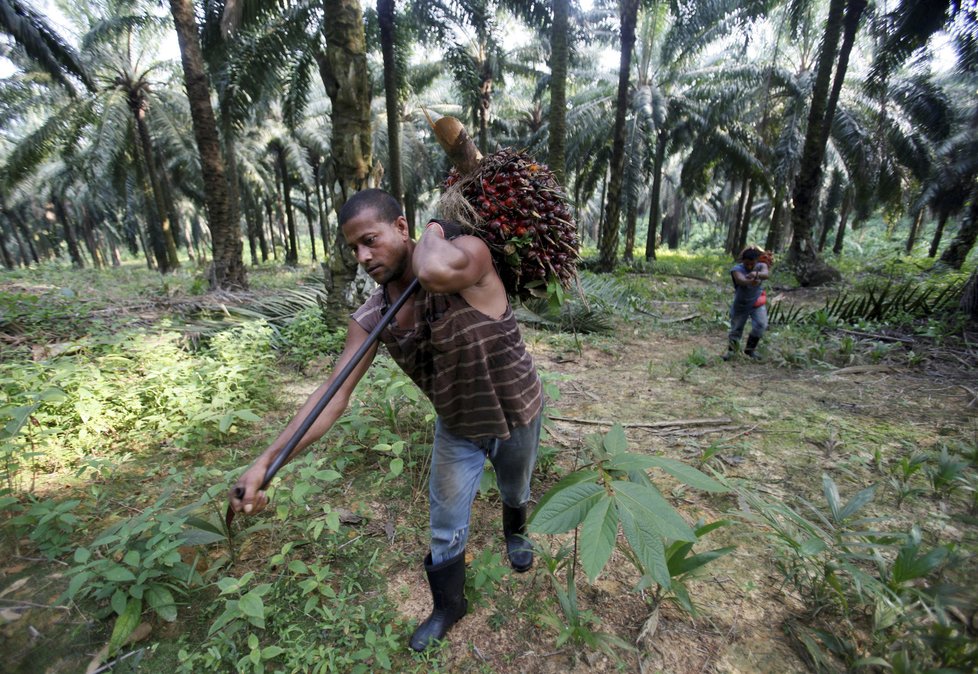 Produkce palmového oleje v Malajsii