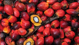 Palmové plody