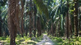 Produkce palmového oleje v Indonésii