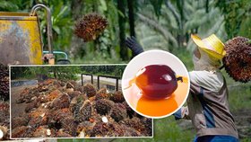Bojkot potravin s palmovým olejem nestačí. Je i v kosmetice, jak ho poznat?