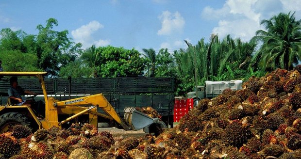 Boj o palmový olej nekončí. Bojkotují ho už i výrobci, lobby se ale nevzdává