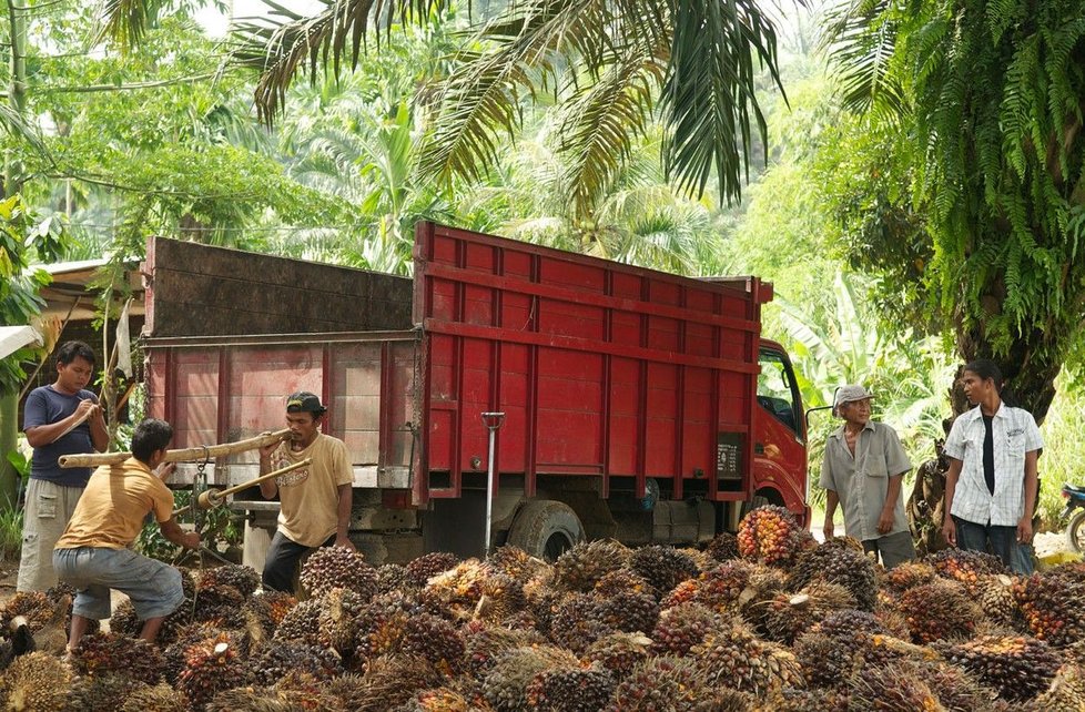 Produkce palmového oleje v Indonésii