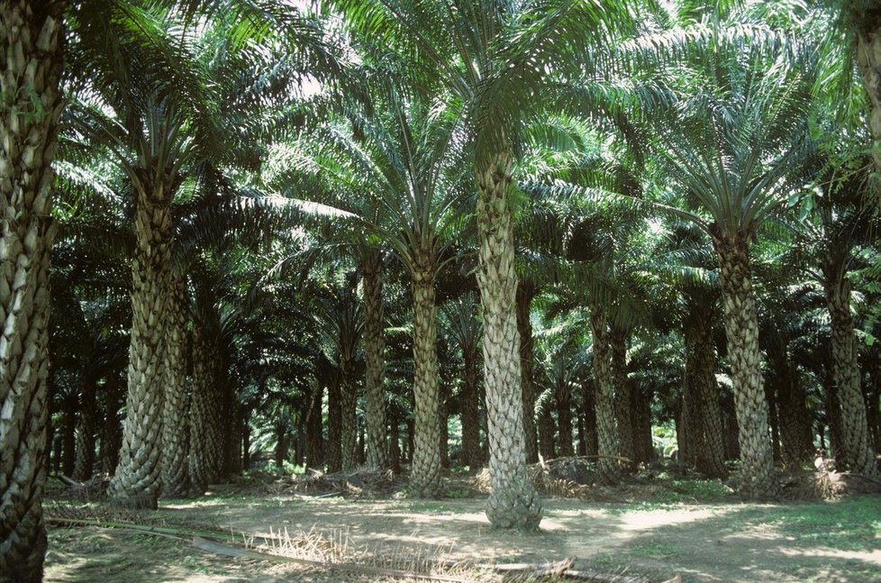 Produkce palmového oleje v Indonésii: Kvůli plantážím jsou vypalovány deštné lesy.