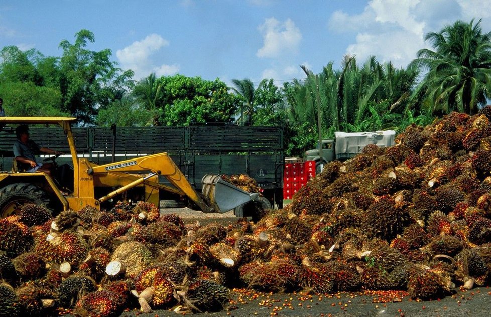 Produkce palmového oleje v Indonésii: Kvůli plantážím jsou vypalovány deštné lesy.