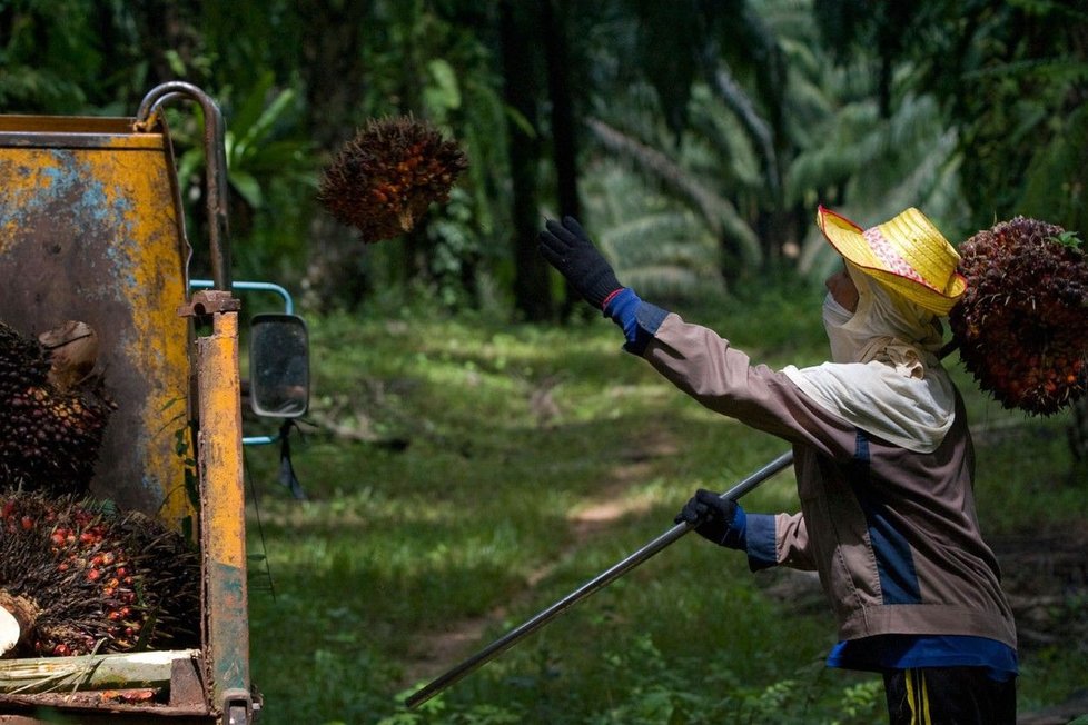 Produkce palmového oleje v Indonésii