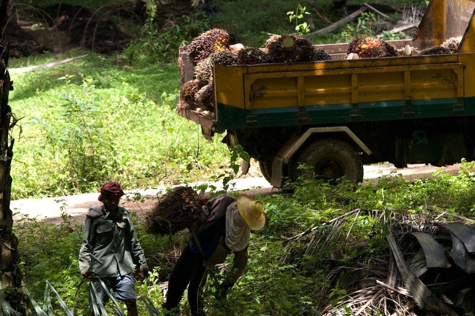 Produkce palmového oleje v Indonésii