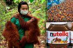 Palmový olej škodí zdraví i životnímu prostředí. V Itálii jej začaly bojkotovat supermarkety.