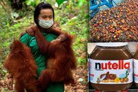 Supermarkety v Itálii bojkotují palmový olej, škodí prý zdraví. Co na to Česko?