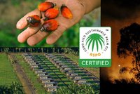 Palmový olej na miskách vah: Nízká cena a práce pro lidi vs. drancování přírody