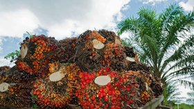 Plody palmy olejné